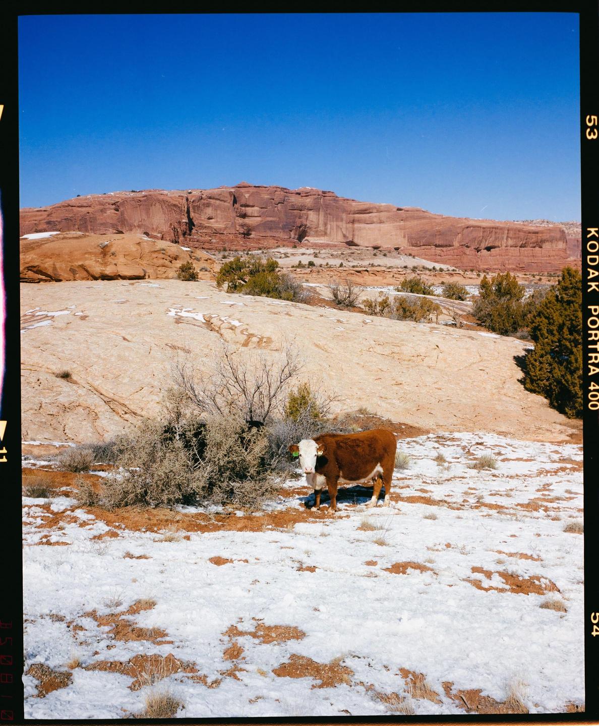 A brown and white cow stands in a snowy desert landscape with a large rock formation in the background.