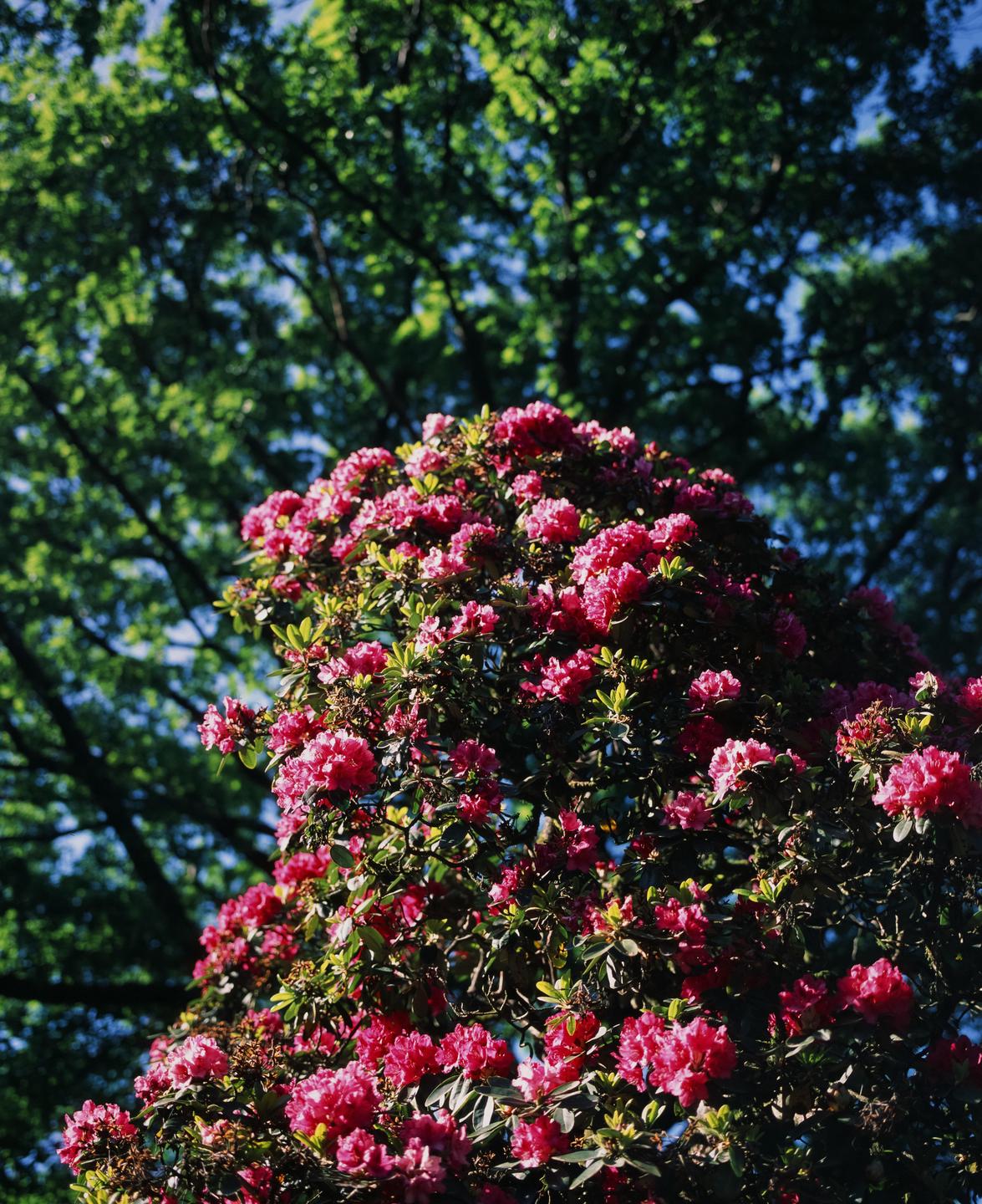 A vibrant pink azalea bush is in full bloom with green foliage in the background.