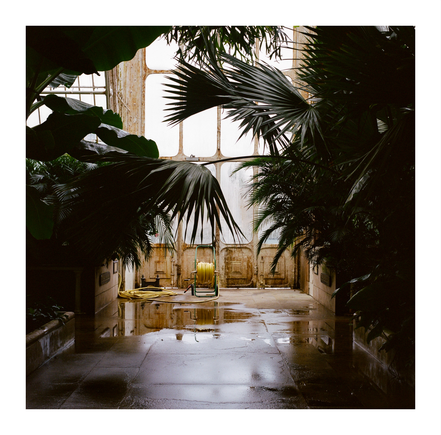 A yellow hose reel sits on a wet stone floor surrounded by large green plants in a greenhouse.