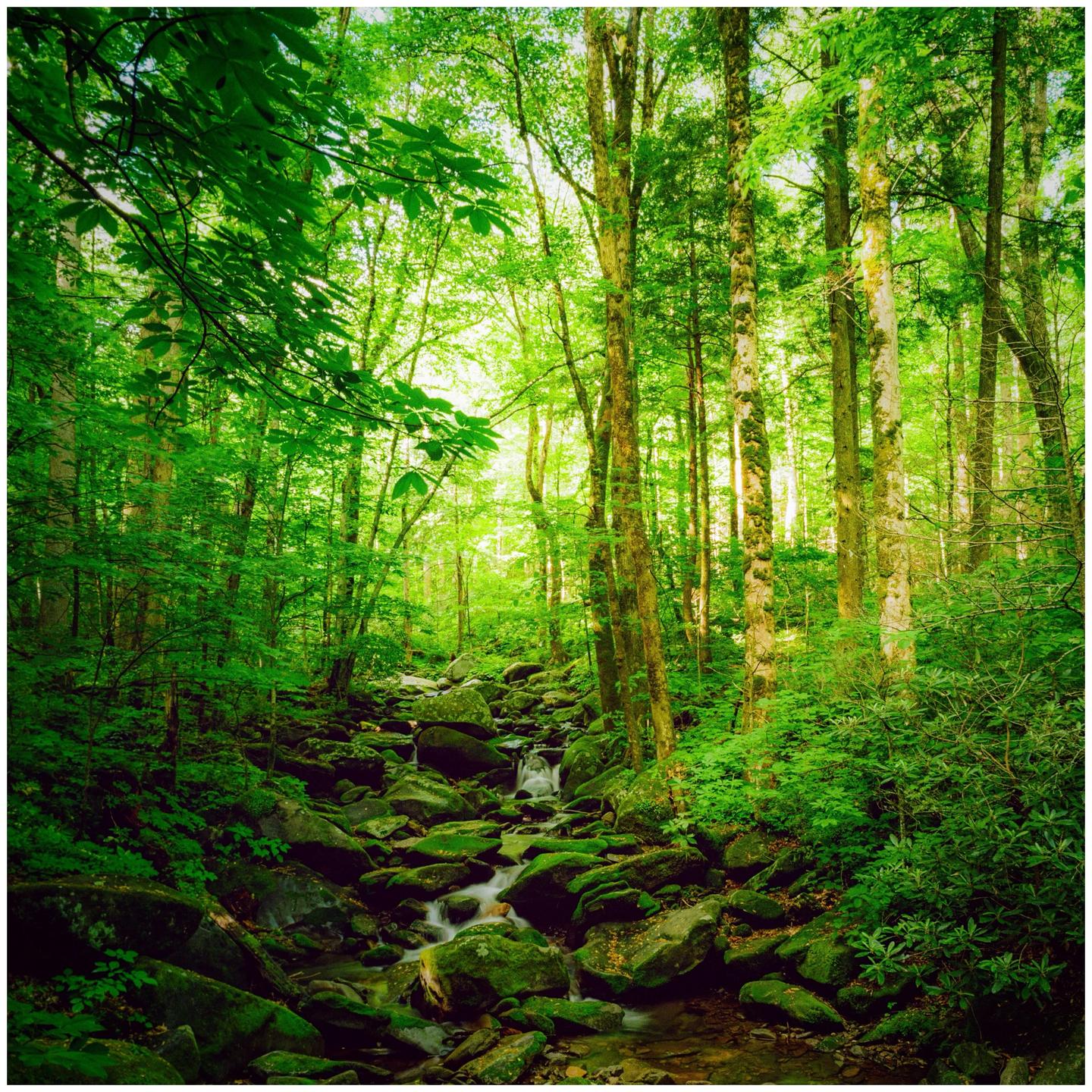 A small stream flows over mossy rocks through a lush green forest.
