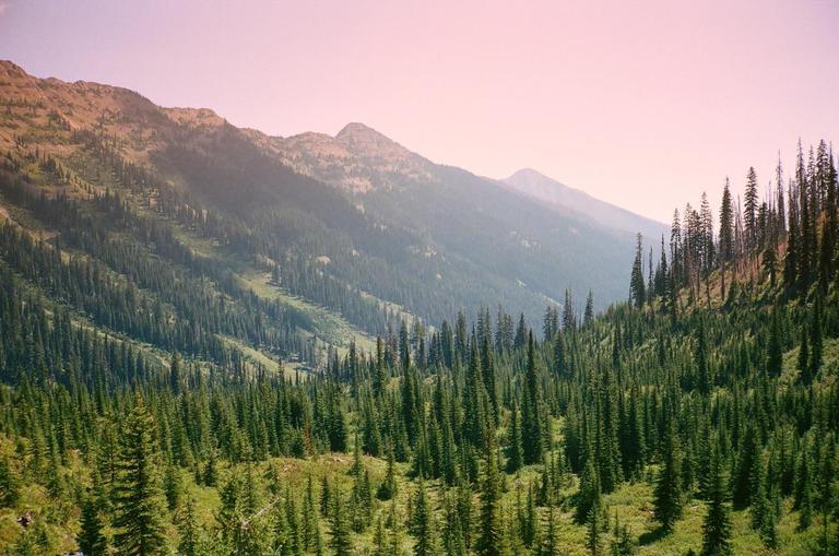 A vast forest of pine trees covers a mountain valley under a hazy sky.