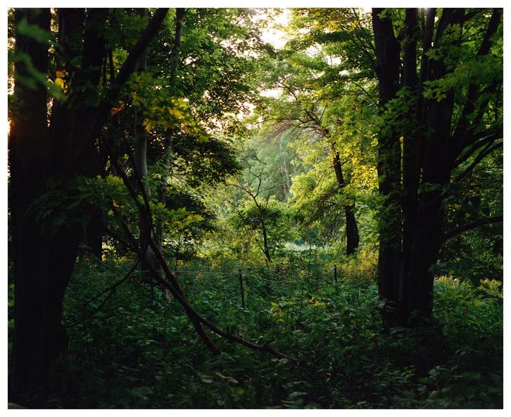 Sunlight filters through the dense foliage of a forest.