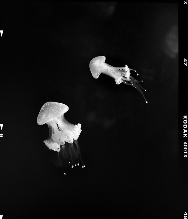 Two jellyfish with spotted bells and long tentacles float in dark water.