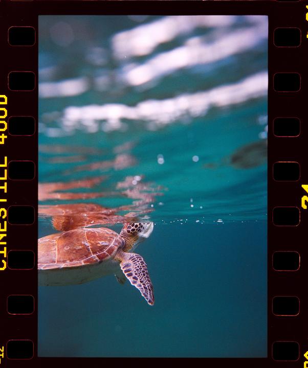 A green sea turtle swims just below the surface of the water.