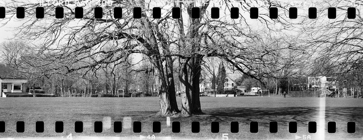 A large, bare tree stands in the middle of a grassy field with buildings and other trees in the background.