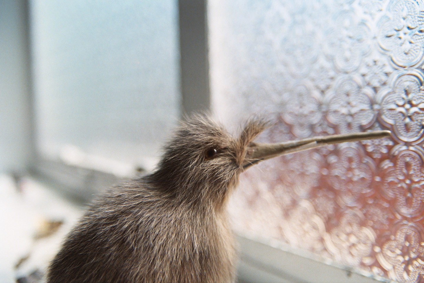 A kiwi bird stands in front of a window with textured glass.