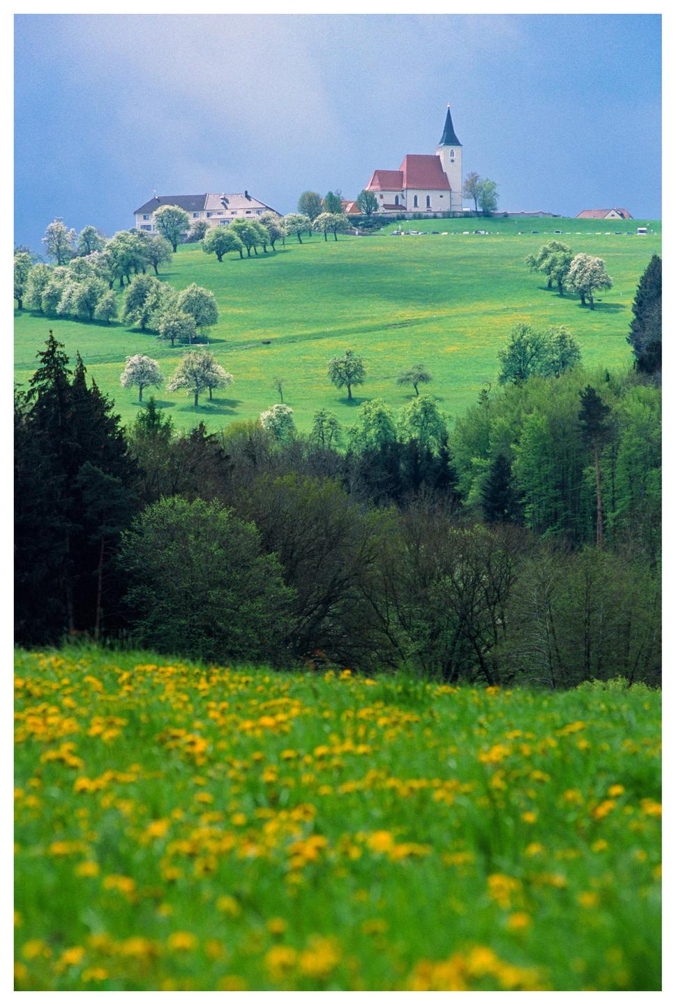 A church and a building are visible on a green hill with trees and a field of dandelions in the foreground.