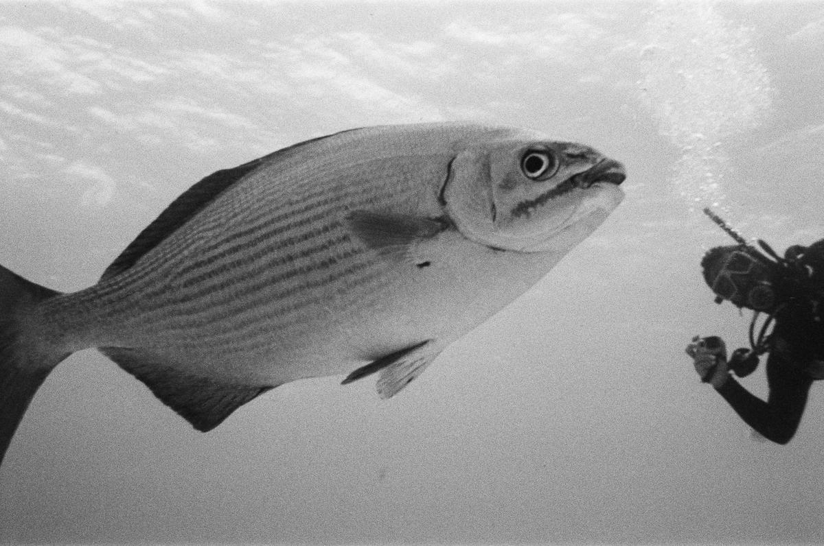 A large fish swims in front of a diver blowing bubbles underwater.