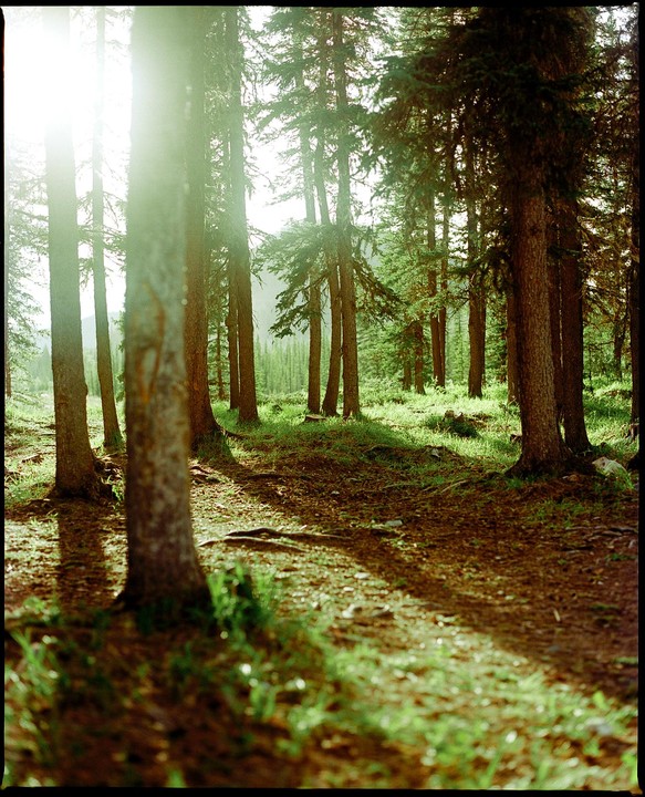 Sunlight streams through a forest of tall trees, illuminating the undergrowth and casting long shadows.