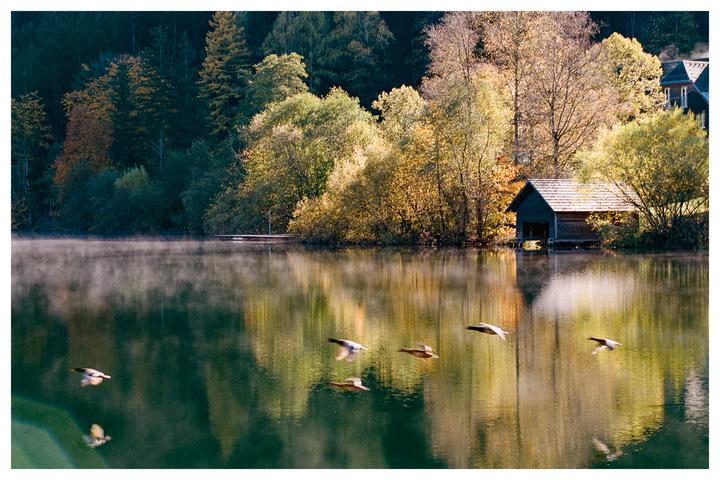 Ducks fly over a misty lake with a boathouse and autumn trees on the shore.