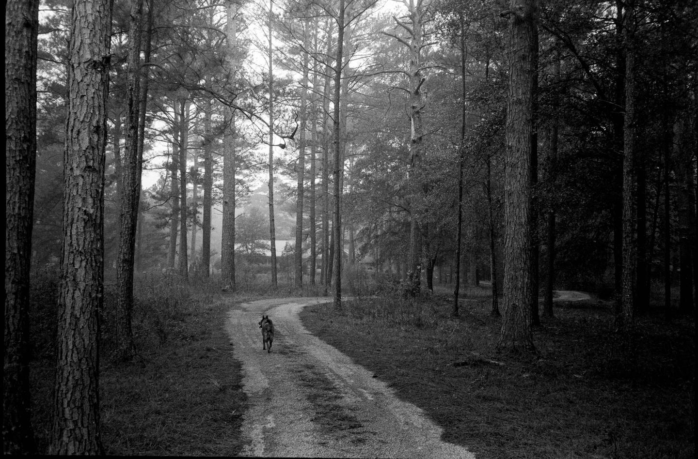 A dog walks along a winding dirt road through a forest with tall trees.