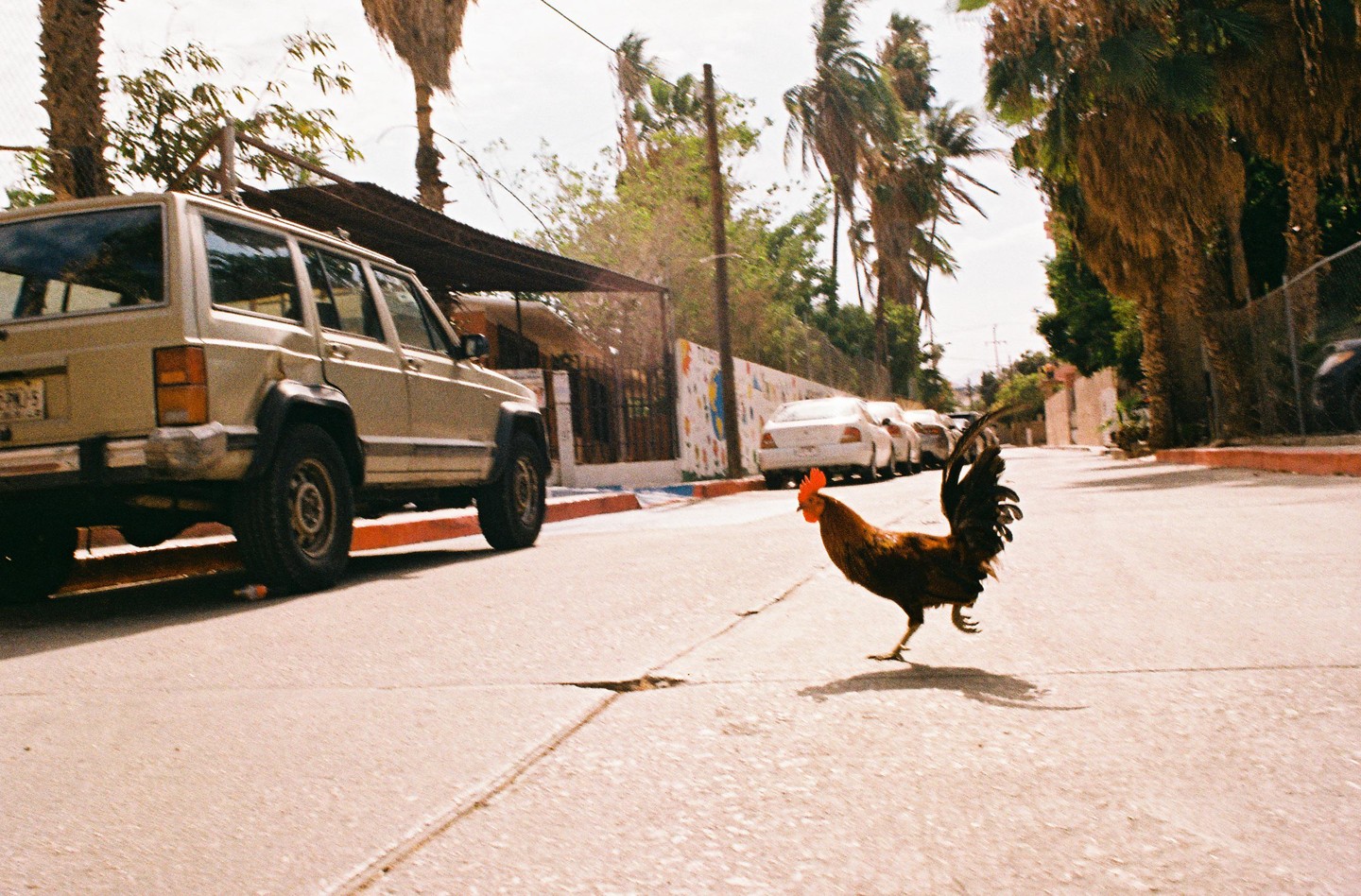 A rooster crosses a street with parked cars and palm trees.