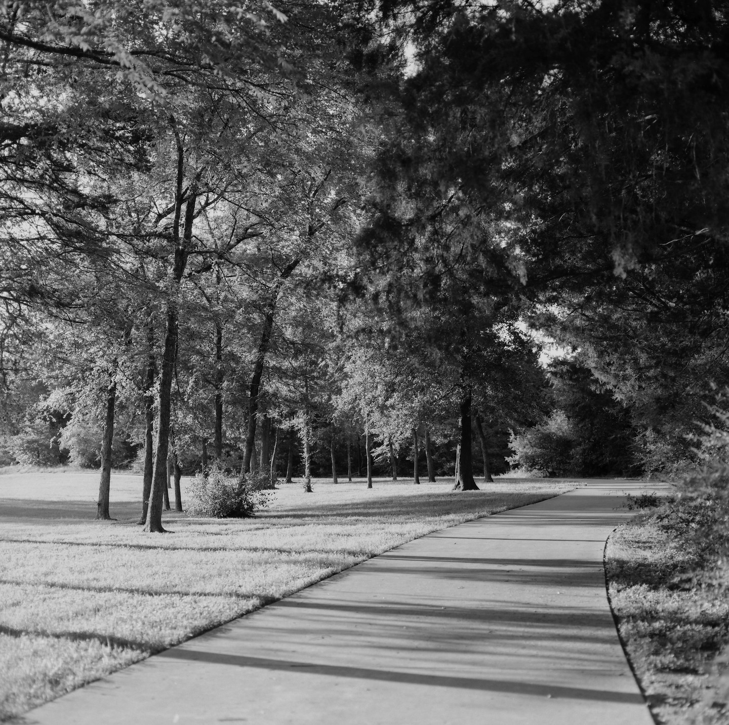 A concrete walkway curves through a park lined with trees and grass.
