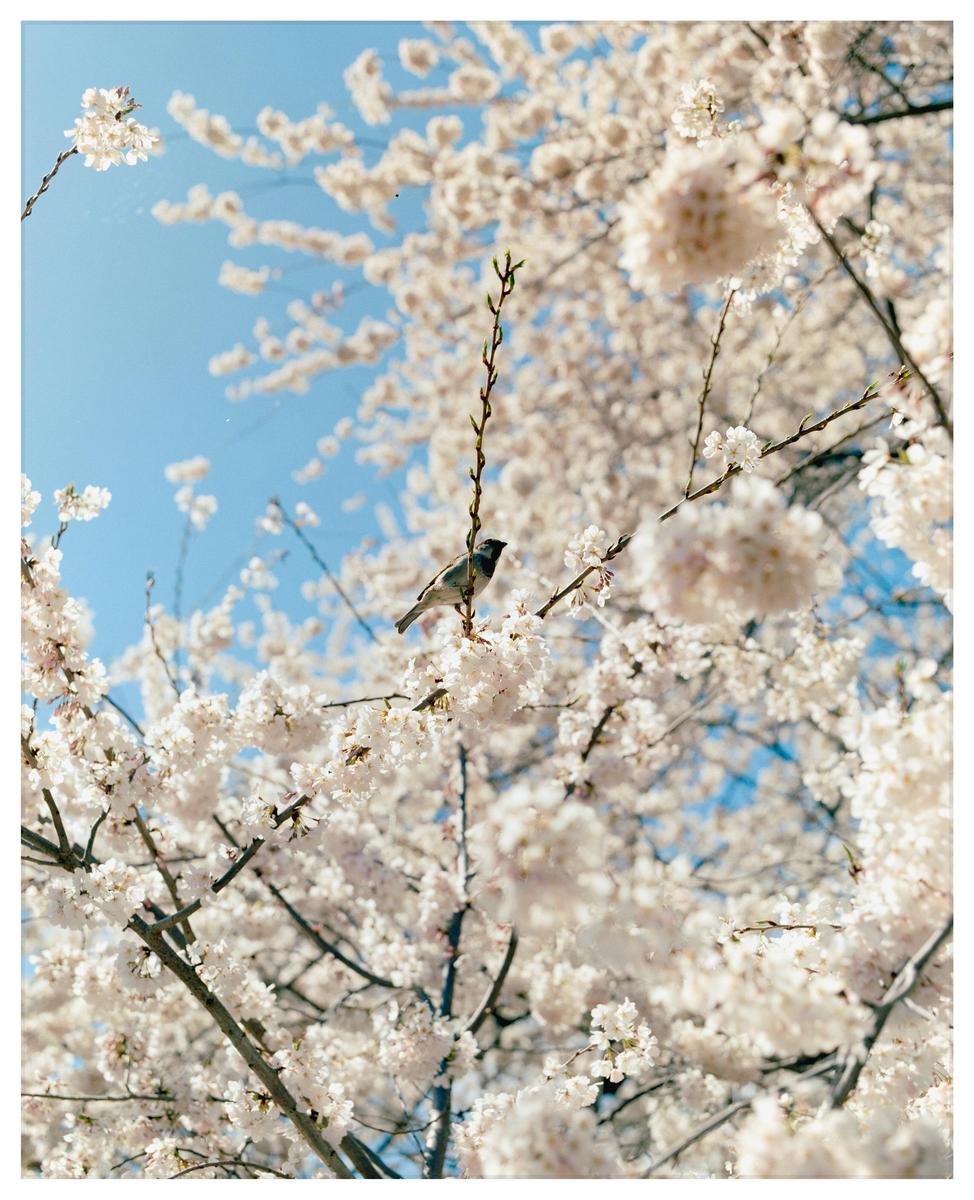 A small bird perches on a branch of a cherry blossom tree against a clear blue sky.