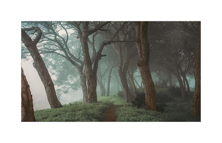 A narrow path leads through a dense forest shrouded in fog.