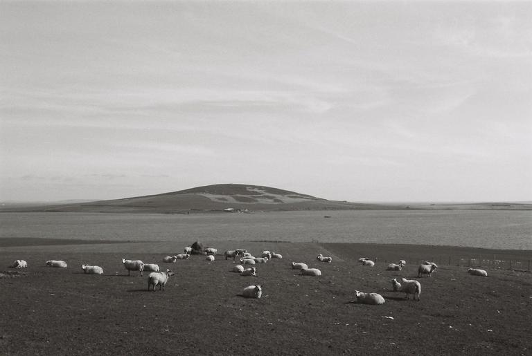 A flock of sheep graze on a hill overlooking a body of water and a distant hill under a bright sky.