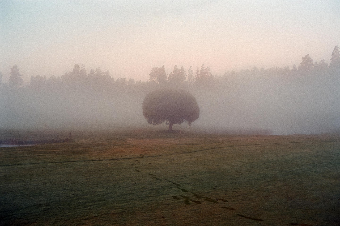 A single tree stands in a field with footprints in the grass, surrounded by fog and distant forest.