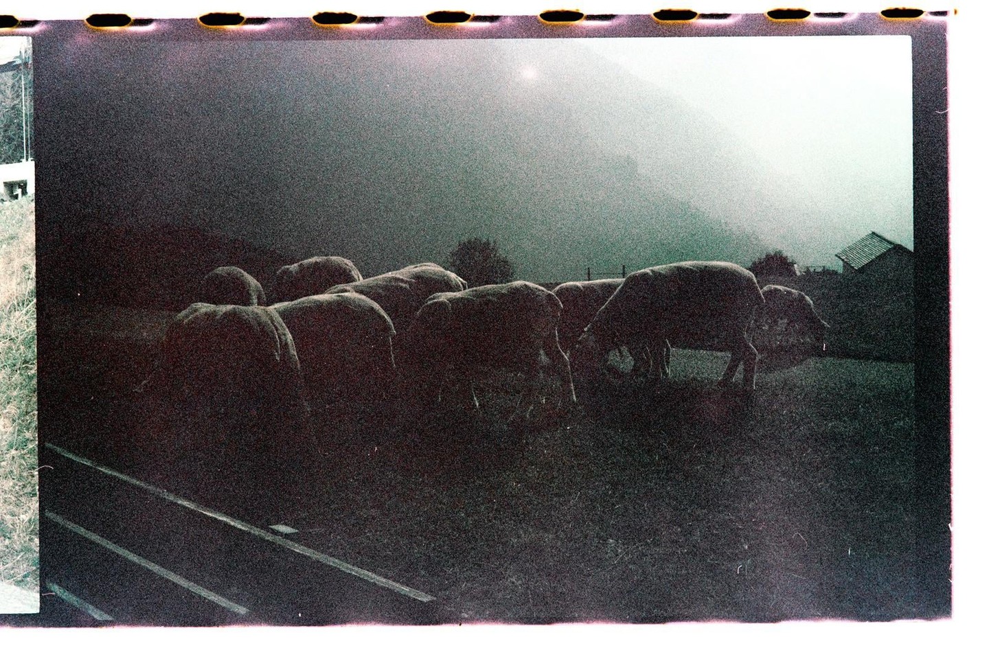 A herd of sheep graze in a field with a hazy mountain and building in the background.