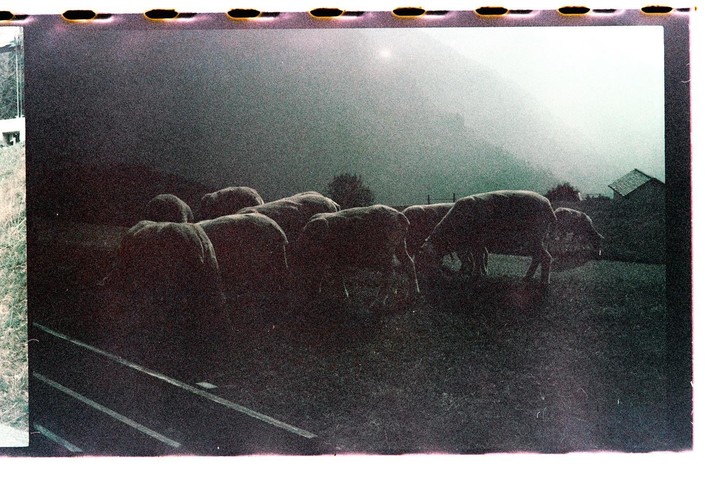A herd of sheep graze in a field with a hazy mountain and building in the background.