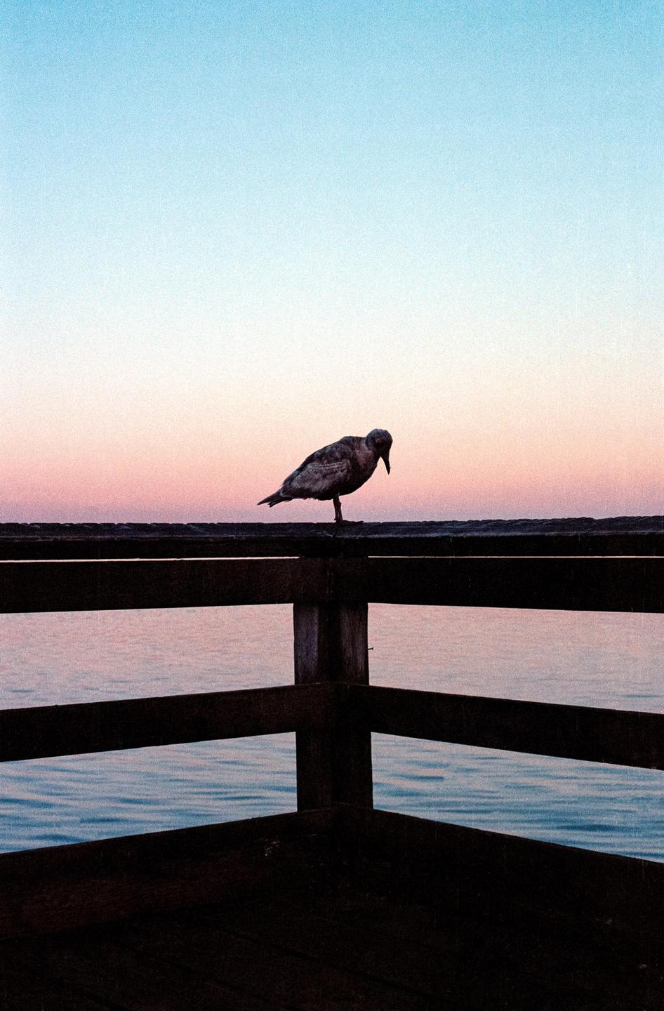 A bird stands on a wooden railing overlooking water at sunset.