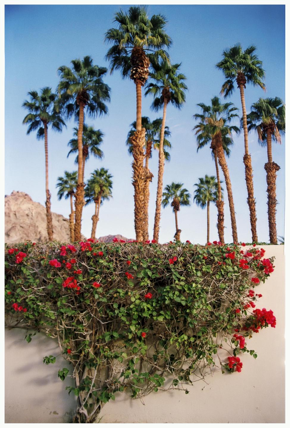 A wall covered in red bougainvillea and green foliage stands in front of a line of palm trees under a clear sky.