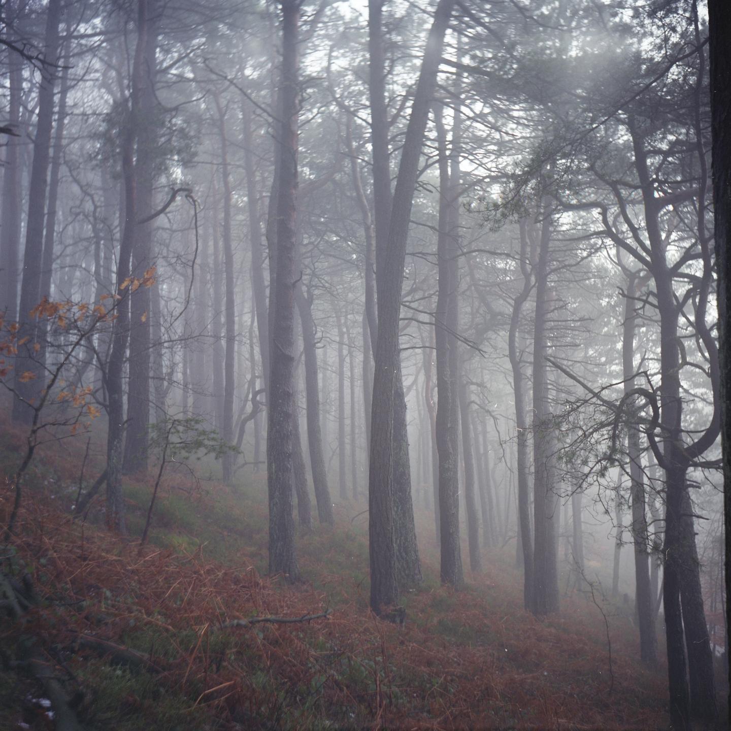 A dense forest with tall trees is shrouded in a thick fog, with the ground covered in reddish-brown foliage.