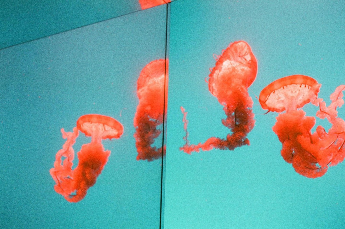 Two orange jellyfish are reflected in a mirror against a turquoise background.