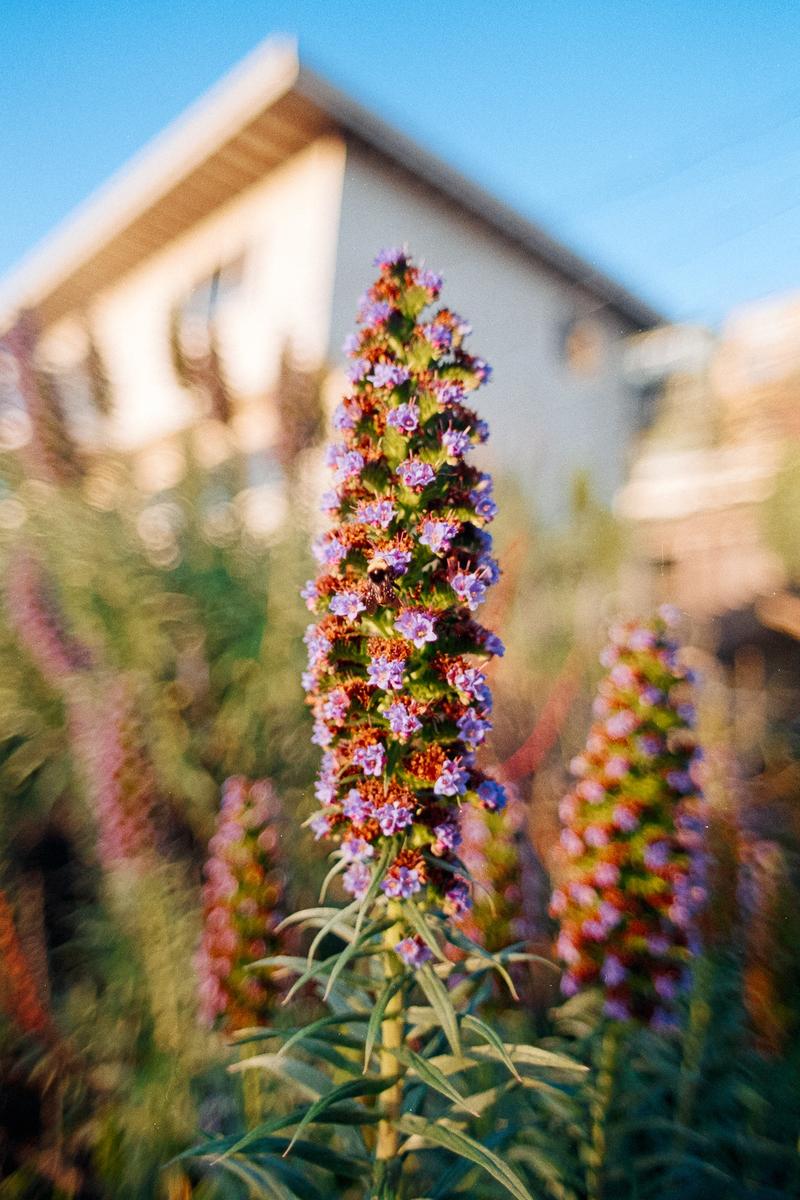 A tall purple flower stands in focus with a blurred house and blue sky in the background.