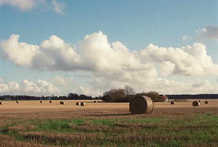 A field of hay bales sits under a cloudy sky with a small house and trees in the distance.