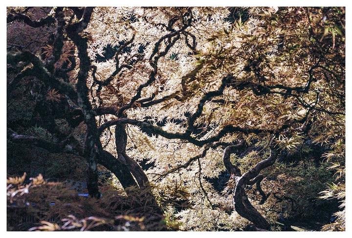 A tree with gnarled branches and light-colored leaves is illuminated from behind.