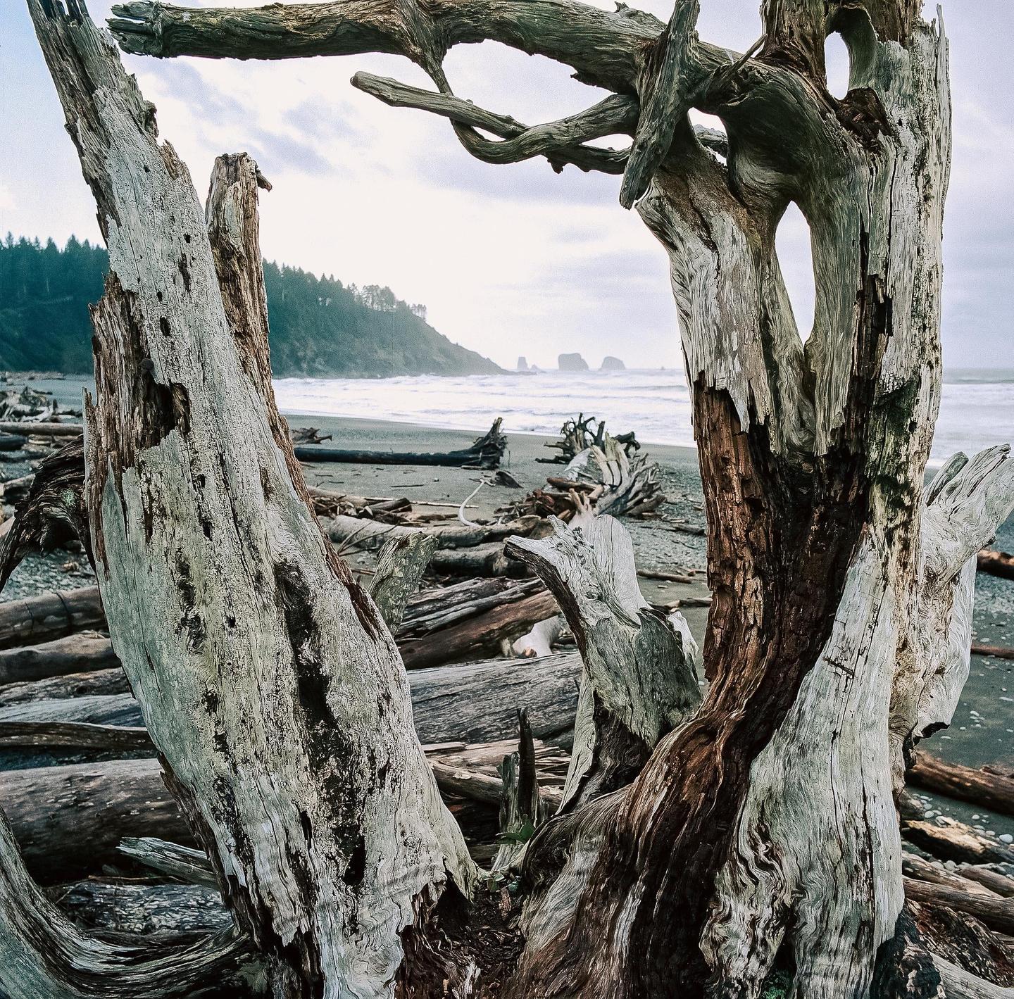 A beach is covered in driftwood with a forested hill and sea stacks in the distance.