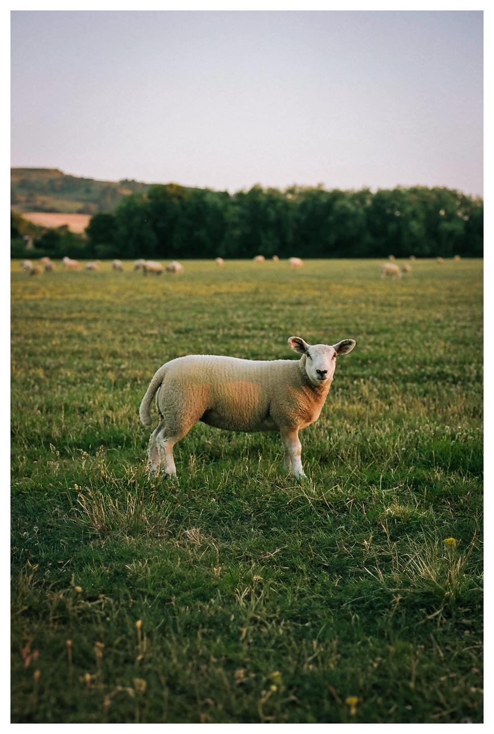 A sheep stands in a grassy field with a line of trees and a hill in the background.