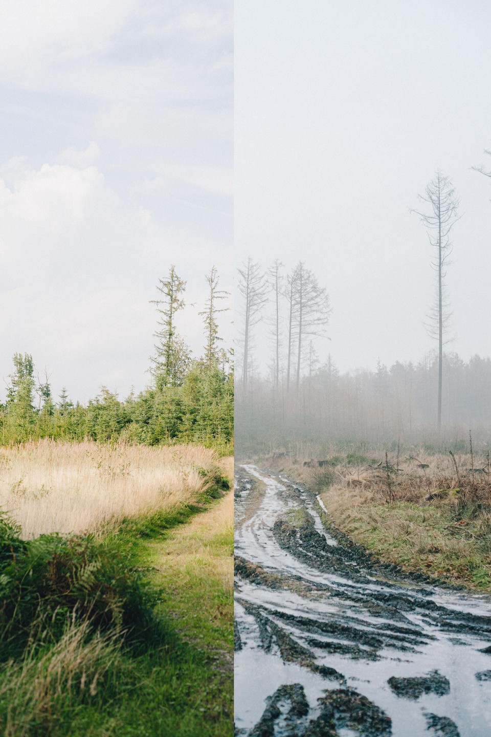 A split image shows a green forest and a muddy road in a foggy forest.