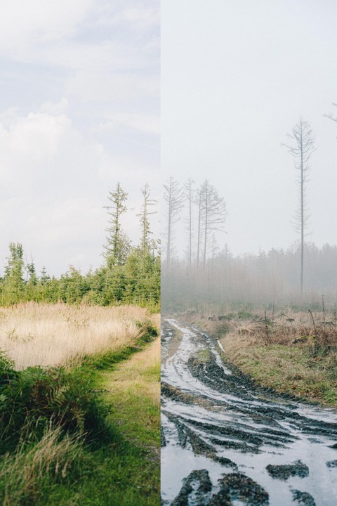 A split image shows a green forest and a muddy road in a foggy forest.