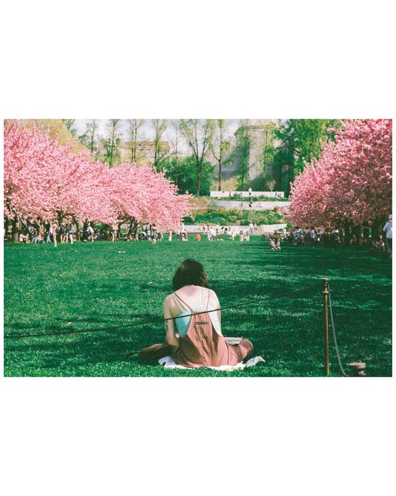 A woman sits on a blanket in a grassy park, surrounded by blooming pink trees and other people.