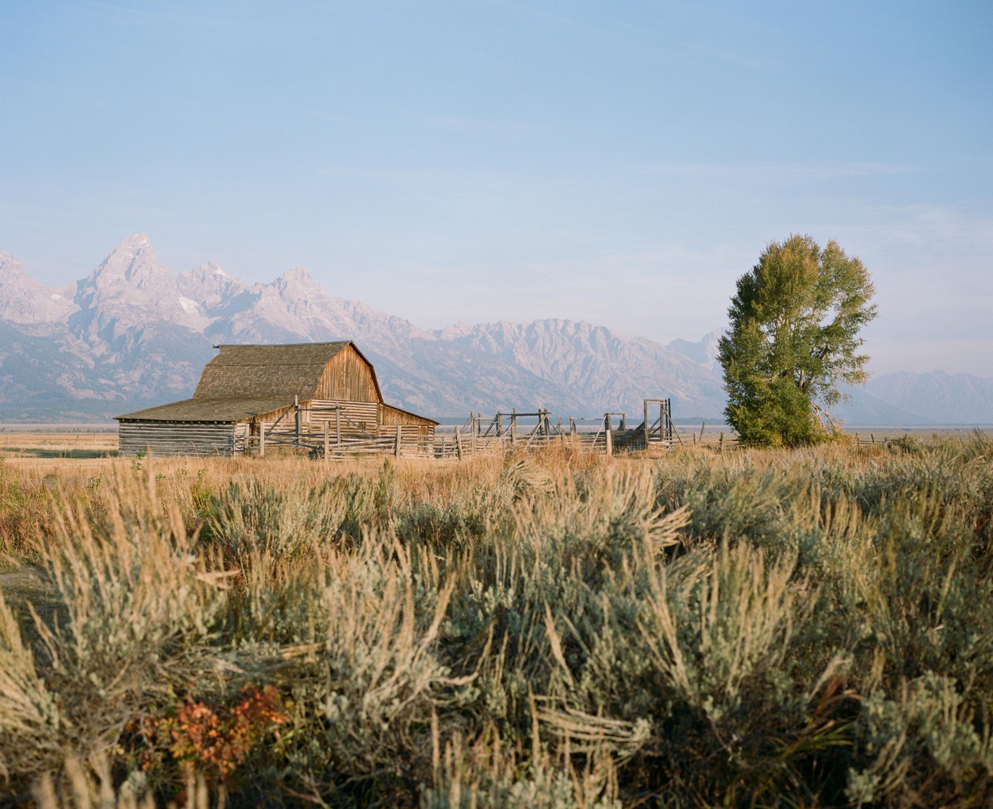 A wooden barn and a tree stand in a field with mountains in the background.