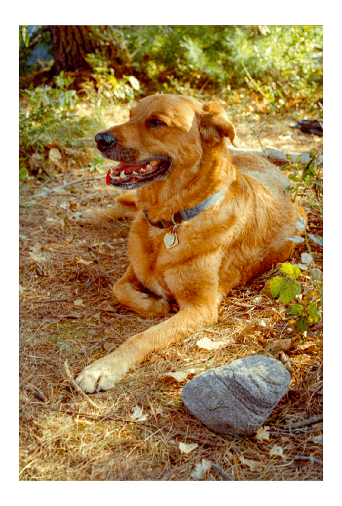 A golden retriever dog lies on dry grass and leaves next to a rock.