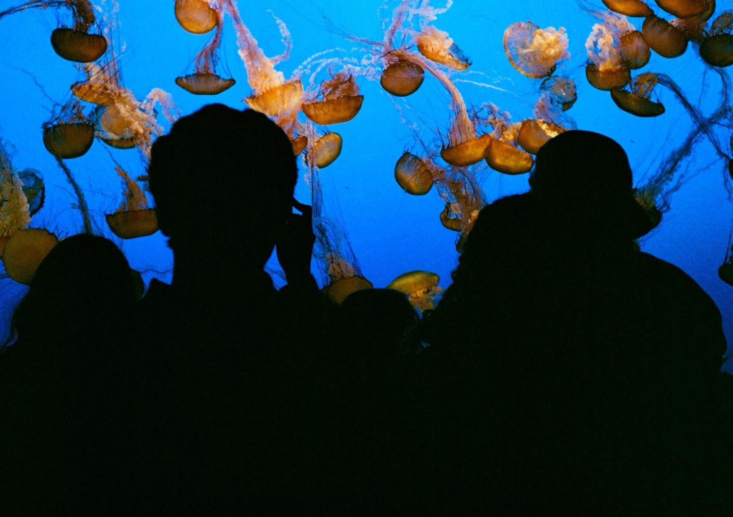 Silhouetted people watch jellyfish swimming in a bright blue aquarium.
