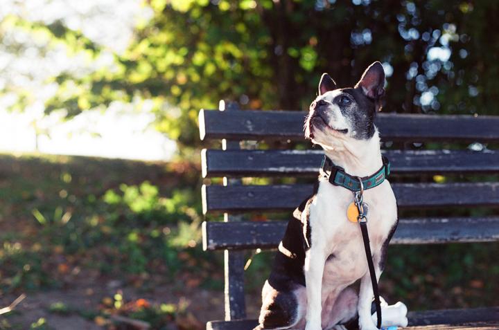 A boston terrier dog sits on a park bench looking up.