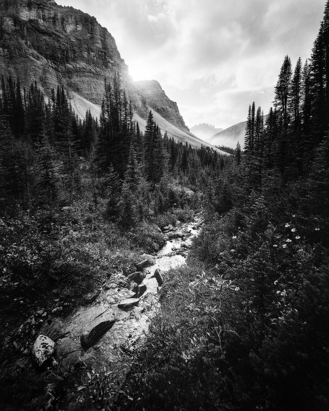 A stream flows through a forest with mountains in the background under a cloudy sky.