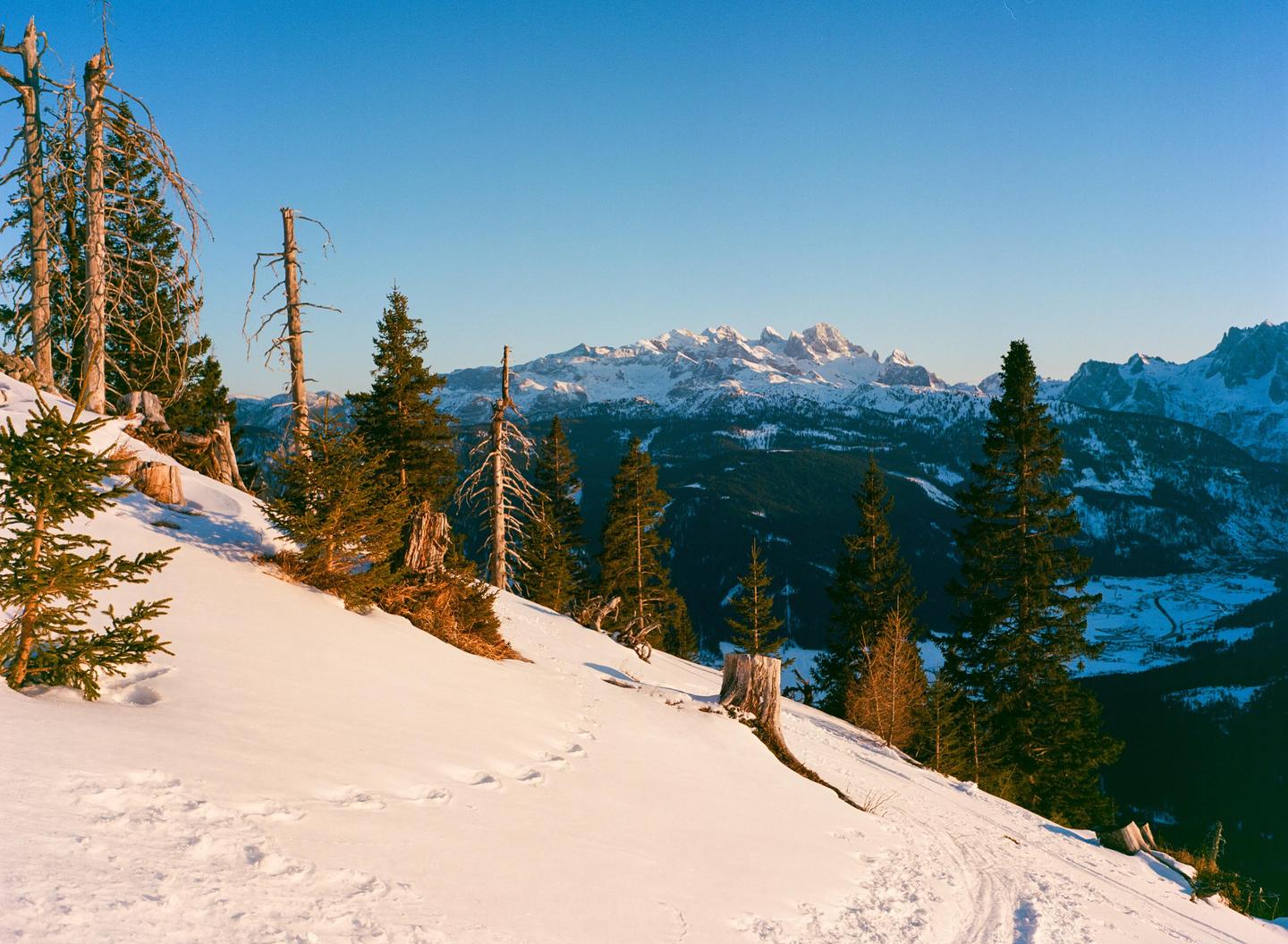 A snowy mountain slope with evergreen trees and tree stumps leads down to a valley with snow-capped mountains in the distance under a clear sky.
