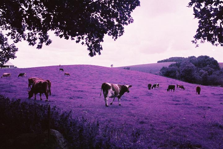 Cows graze on a purple hillside under a light sky, framed by dark tree branches.