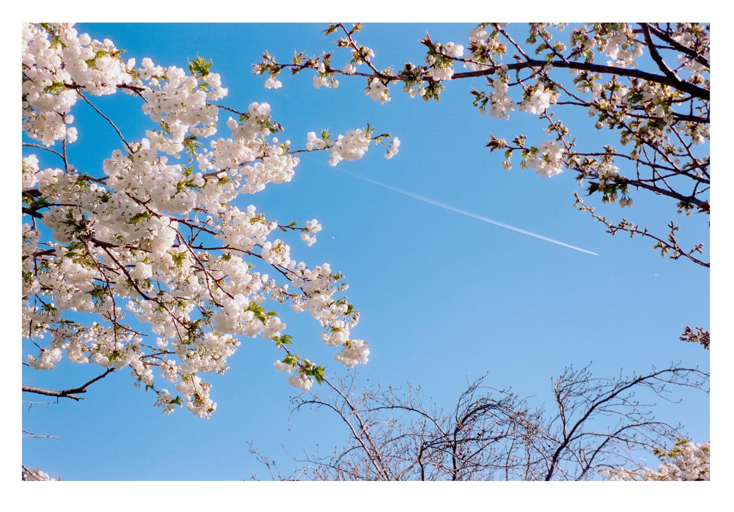 White blossoms frame a clear blue sky with a single contrail stretching across it.