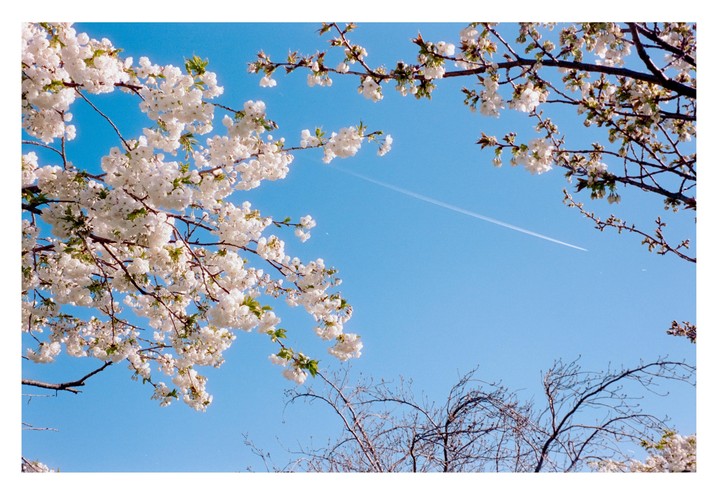 White blossoms frame a clear blue sky with a single contrail stretching across it.