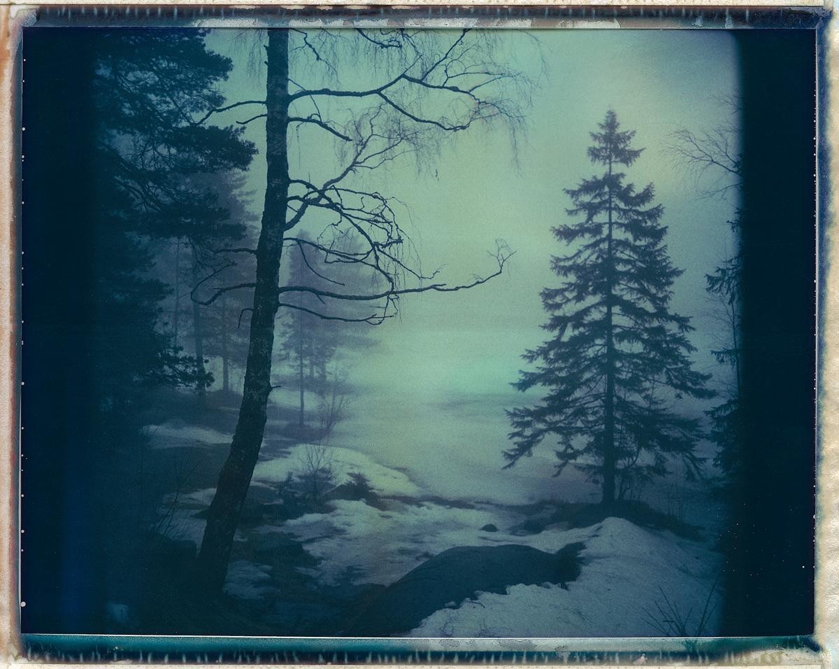 A tall pine tree stands on a snowy bank next to a body of water, with a bare tree on the left and a hazy forest in the background.