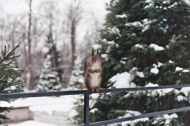 A squirrel stands on a metal fence in a snowy forest.