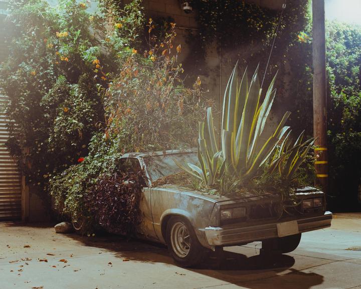 An abandoned car is overgrown with plants and agave.