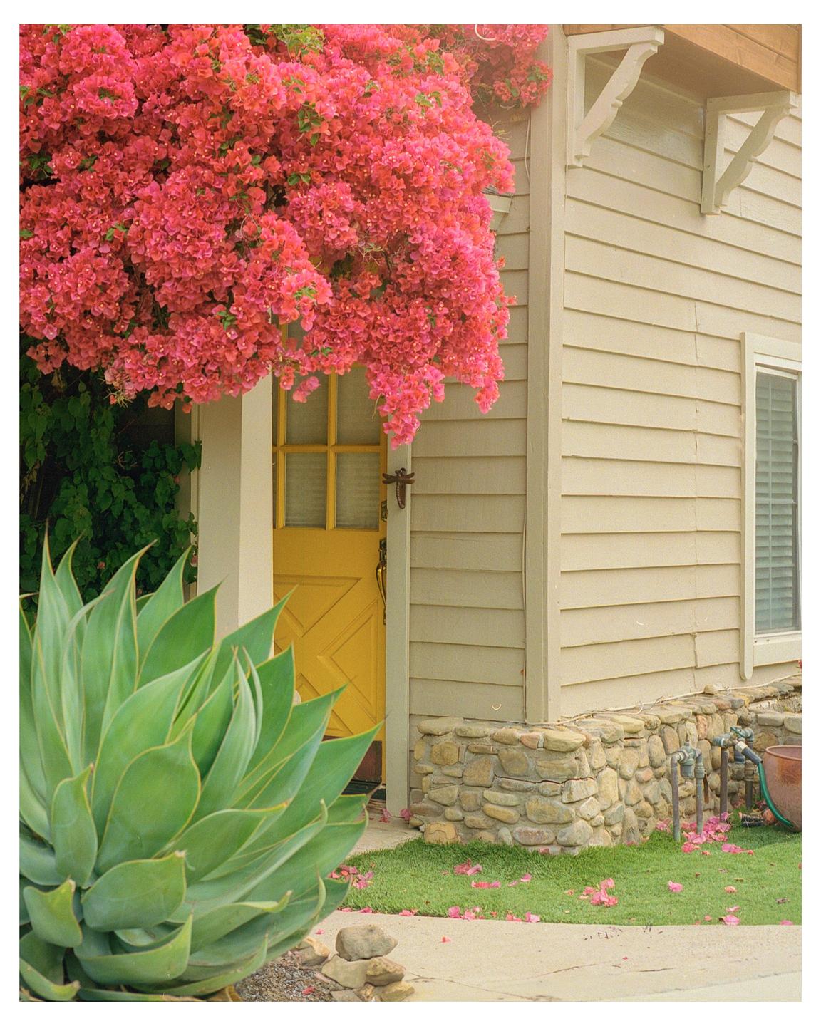 A yellow door is surrounded by vibrant pink bougainvillea and a large agave plant in front of a house.