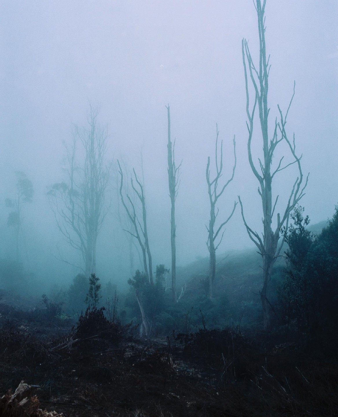 Bare trees stand in a dense fog.