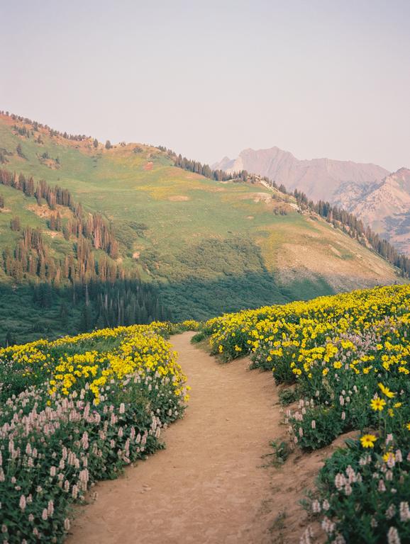 A dirt path winds through a field of yellow and pink wildflowers with mountains in the background.